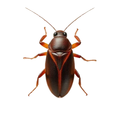 Close-up of a brown cockroach with detailed features.