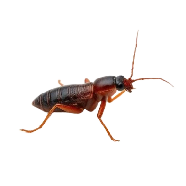 Close-up of a brown cockroach on a white background