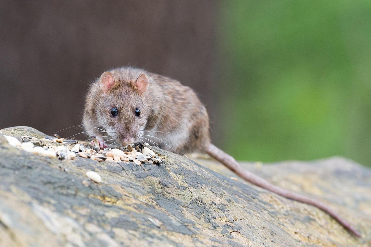 Close-up of a brown rat foraging on a rock