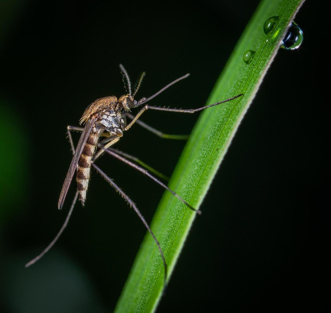 Close-up of a mosquito on a green leaf with water droplet