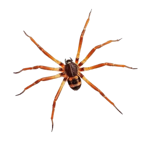 Close-up of a detailed spider with orange legs on white background