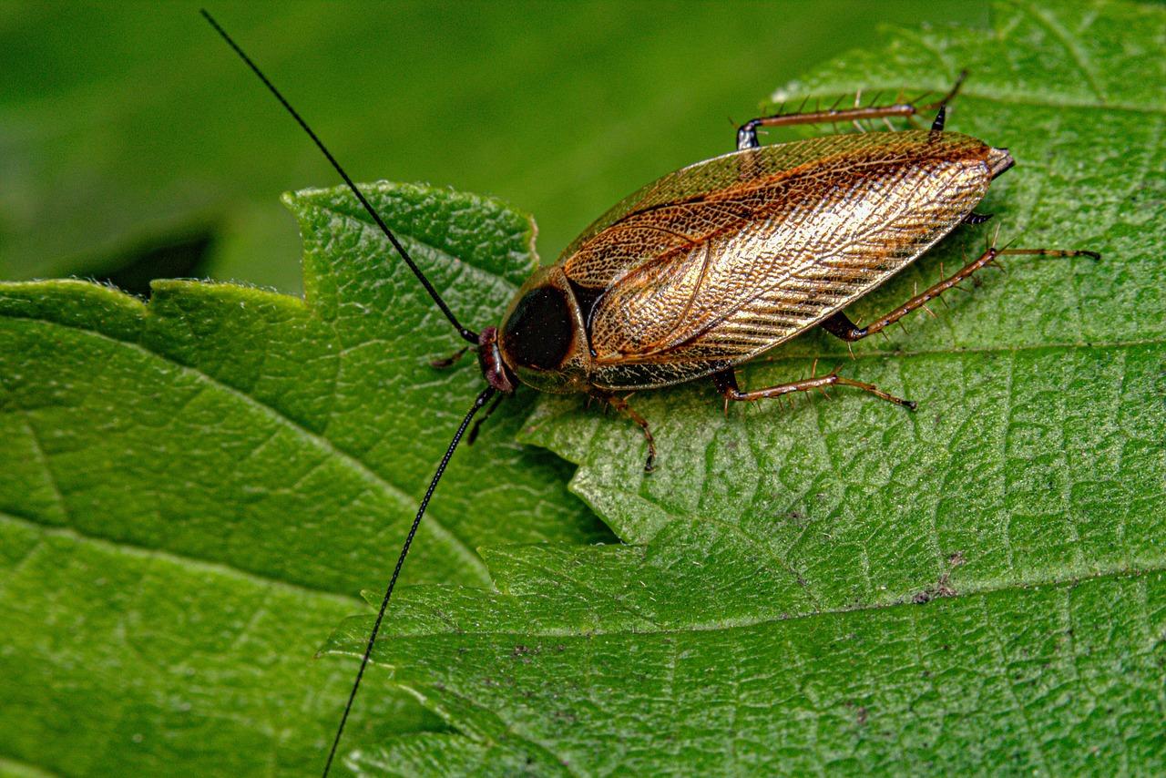 Shiny cockroach on a green leaf
