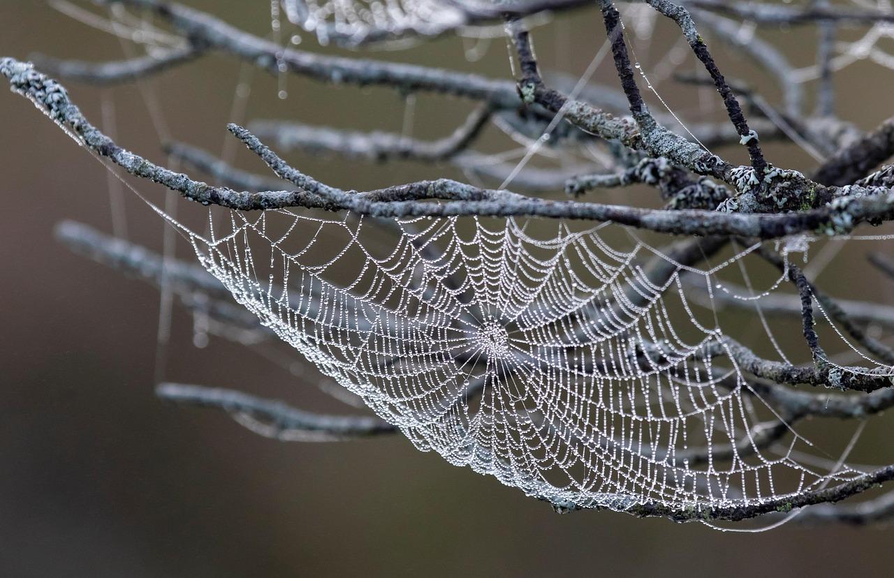 Close-up of a dew-covered spider web on branches