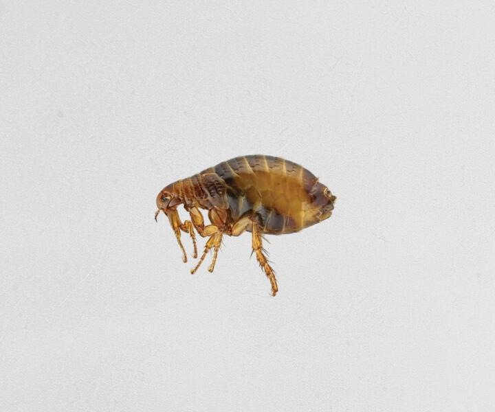 Close-up view of a flea on a light background.