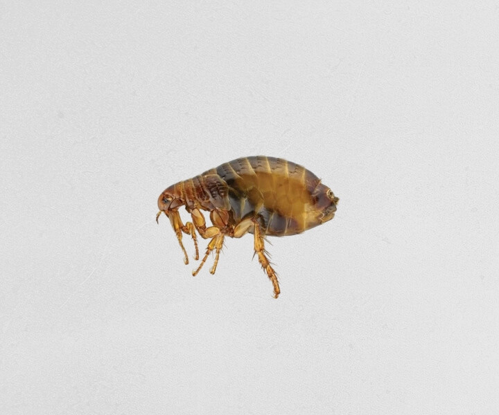 Close-up view of a flea on a light background.