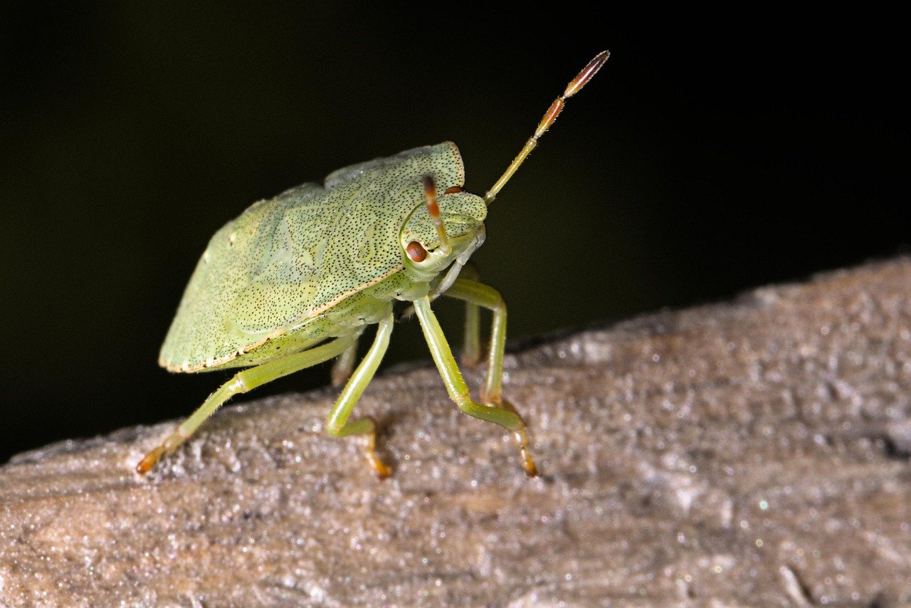 Macro shot of a green shield bug on wood