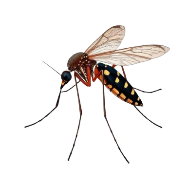 Illustration of a mosquito displaying detailed anatomy