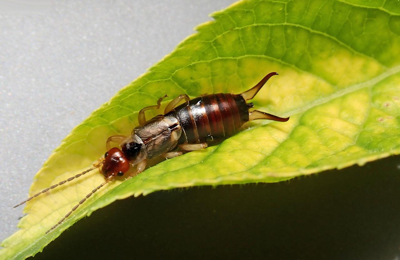 Close-up of an earwig on a green leaf.