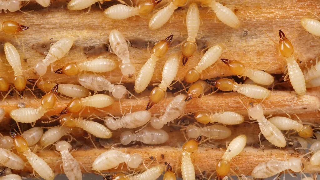 A close-up of termites on wood.