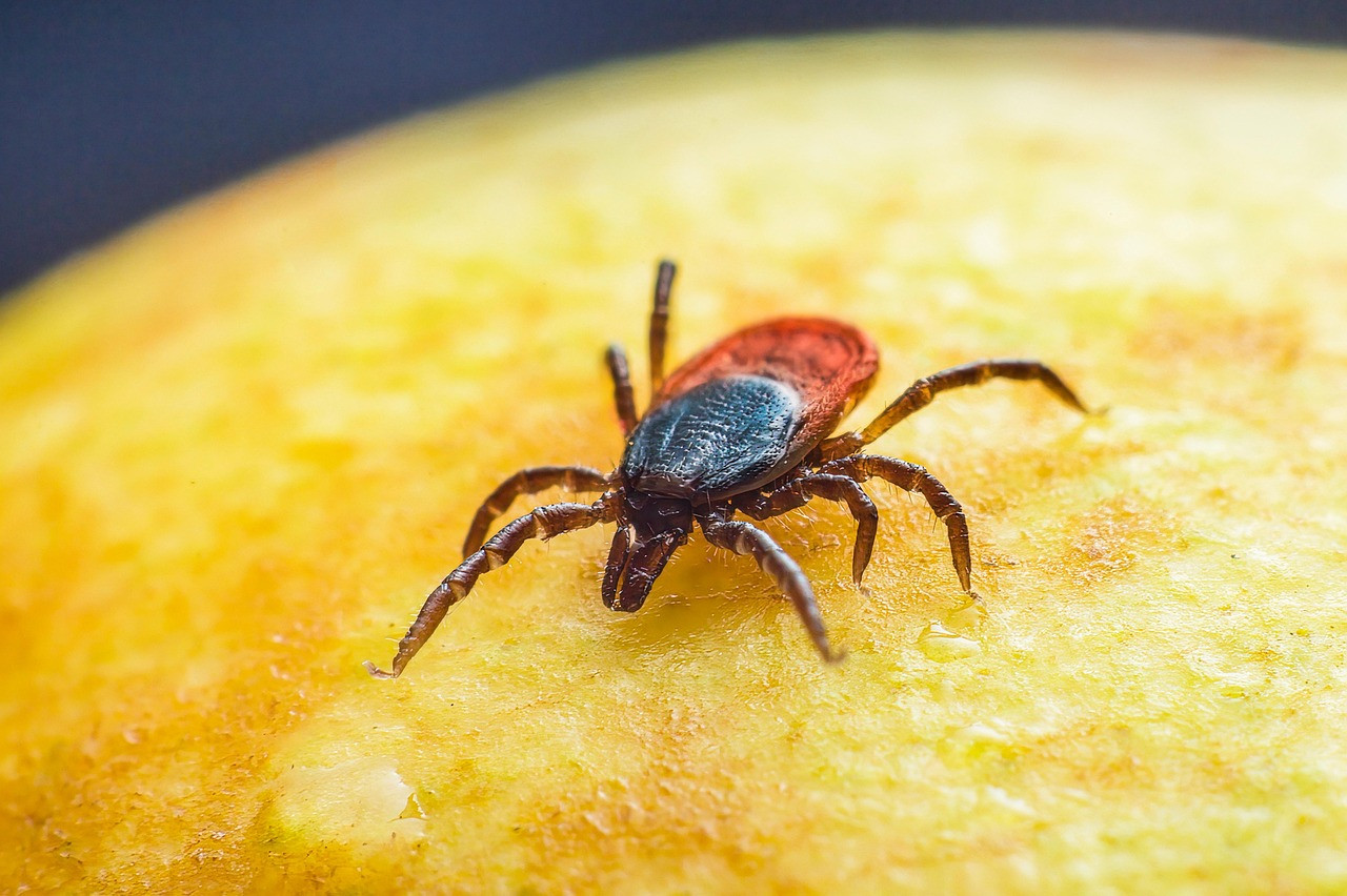 Close-up of a tick on a yellow surface.
