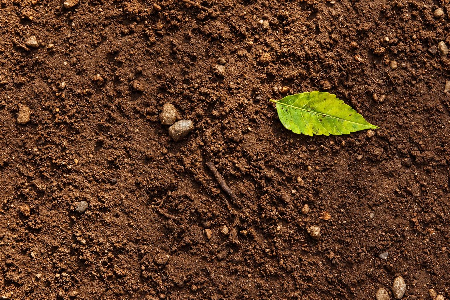 Green leaf on brown soil with small stones