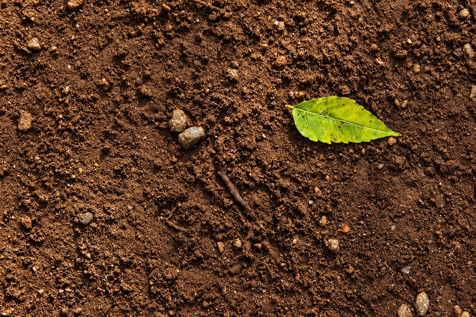 Green leaf on brown soil with small stones