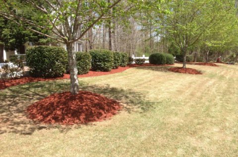 Lawn landscaped with red mulch and trees