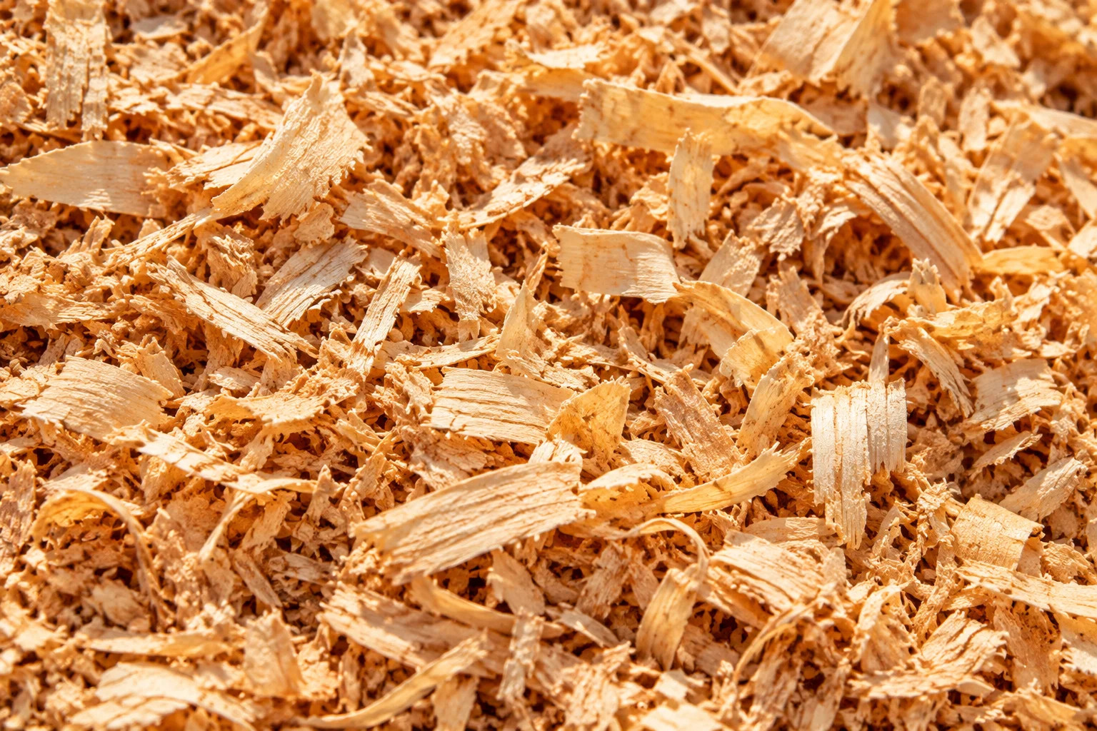 Close-up of wood shavings on a surface