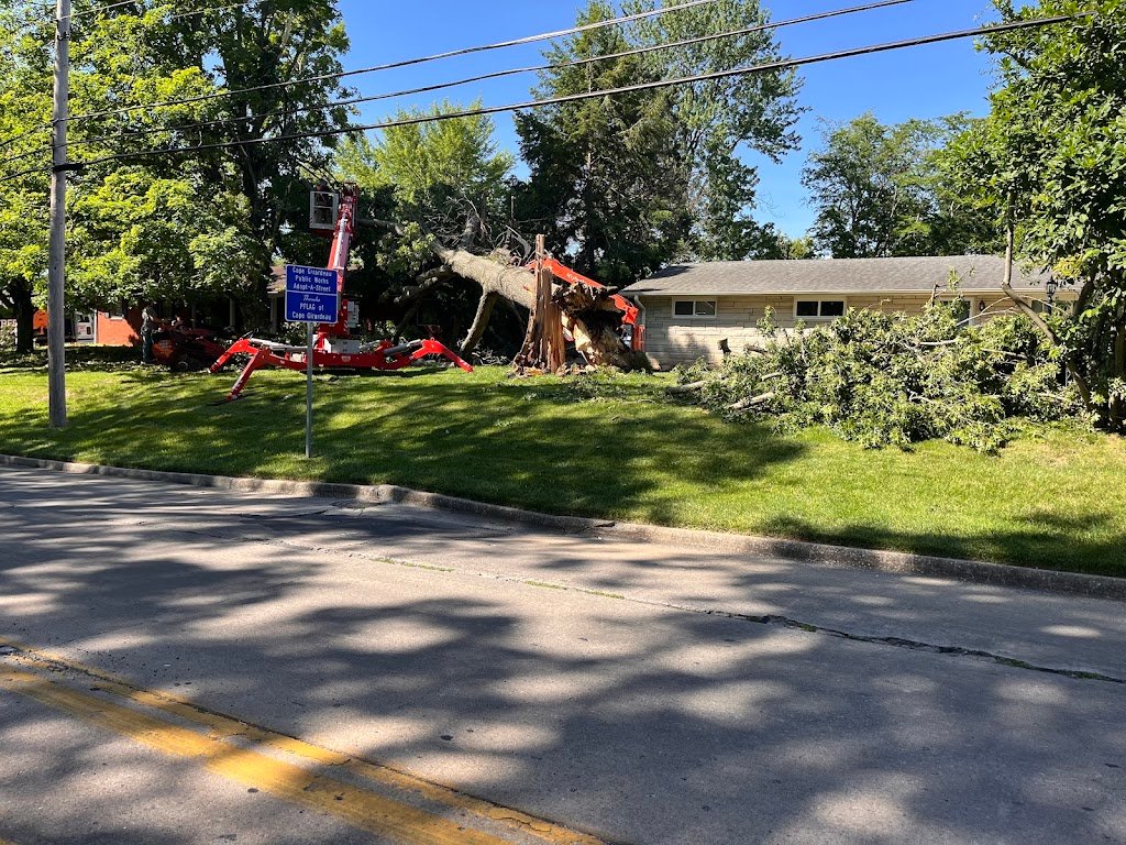Fallen tree being removed by machinery near a house